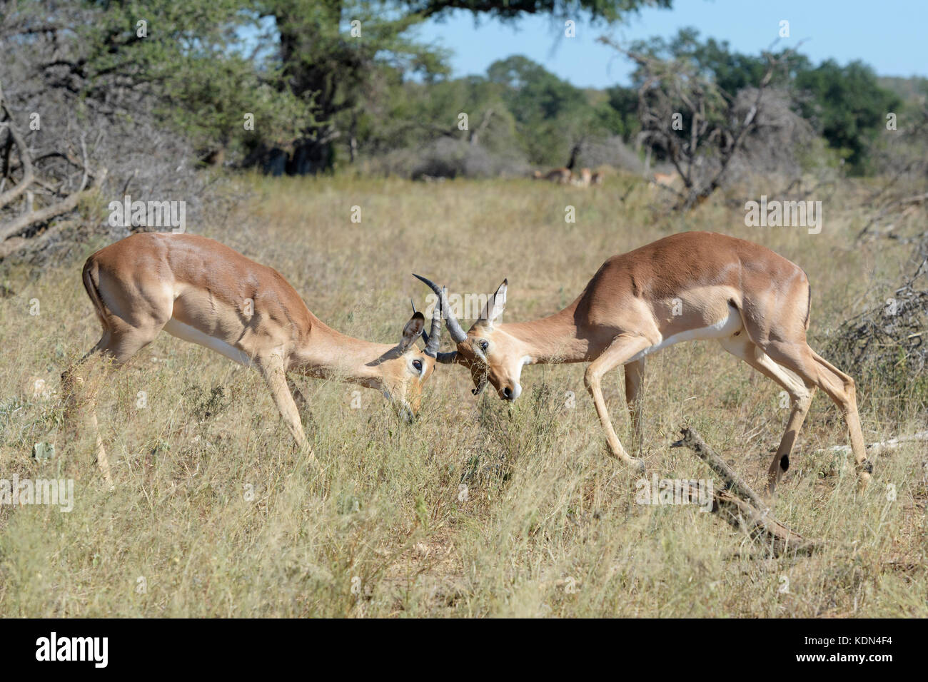 Zwei Impala (Aepyceros melampus) Männer kämpfen um die Vorherrschaft, Krüger Nationalpark, Südafrika Stockfoto