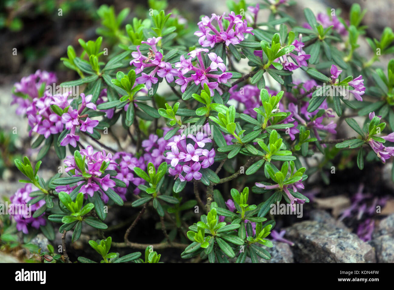 Berg daphne Daphne sericea Stockfoto