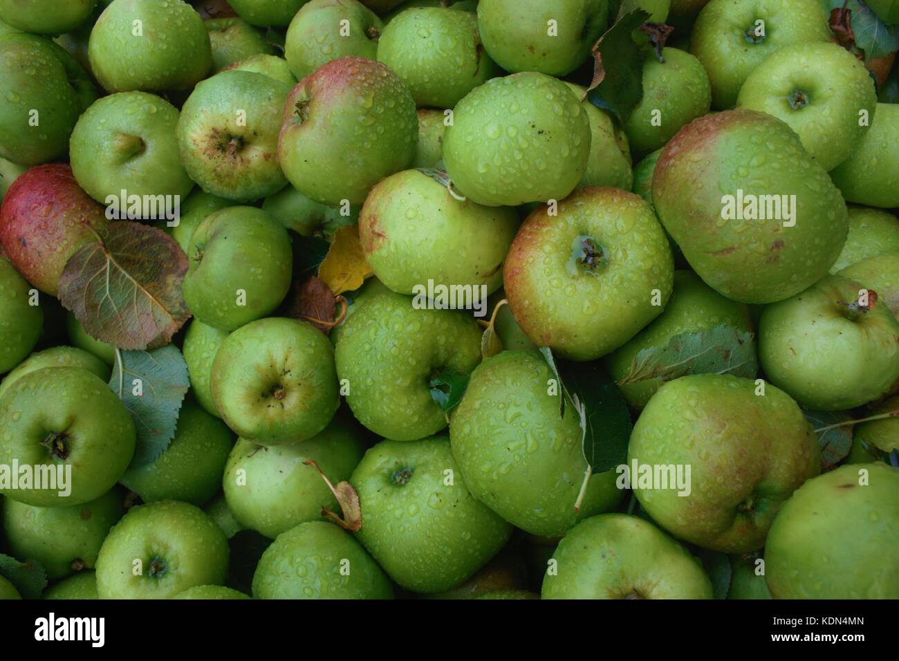 Stapel abgeholt bramley Äpfel in co Armagh, Nordirland Stockfoto