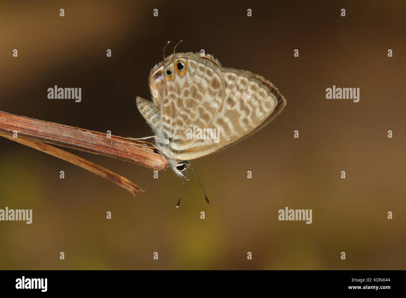 Long-tailed Blue Stockfoto