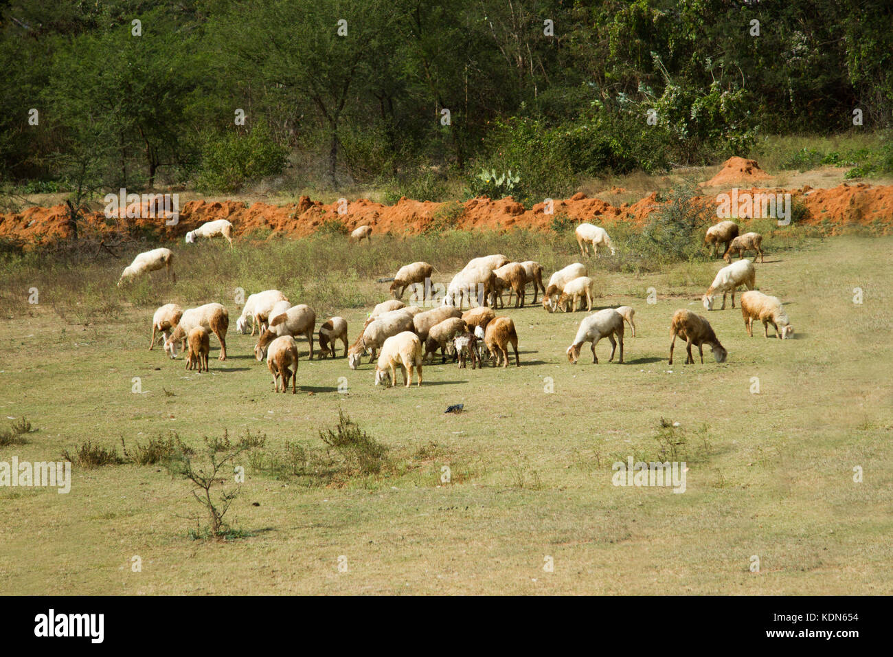 Foto von einer Herde von Ziegen grasen auf einem Feld in Indien Stockfoto