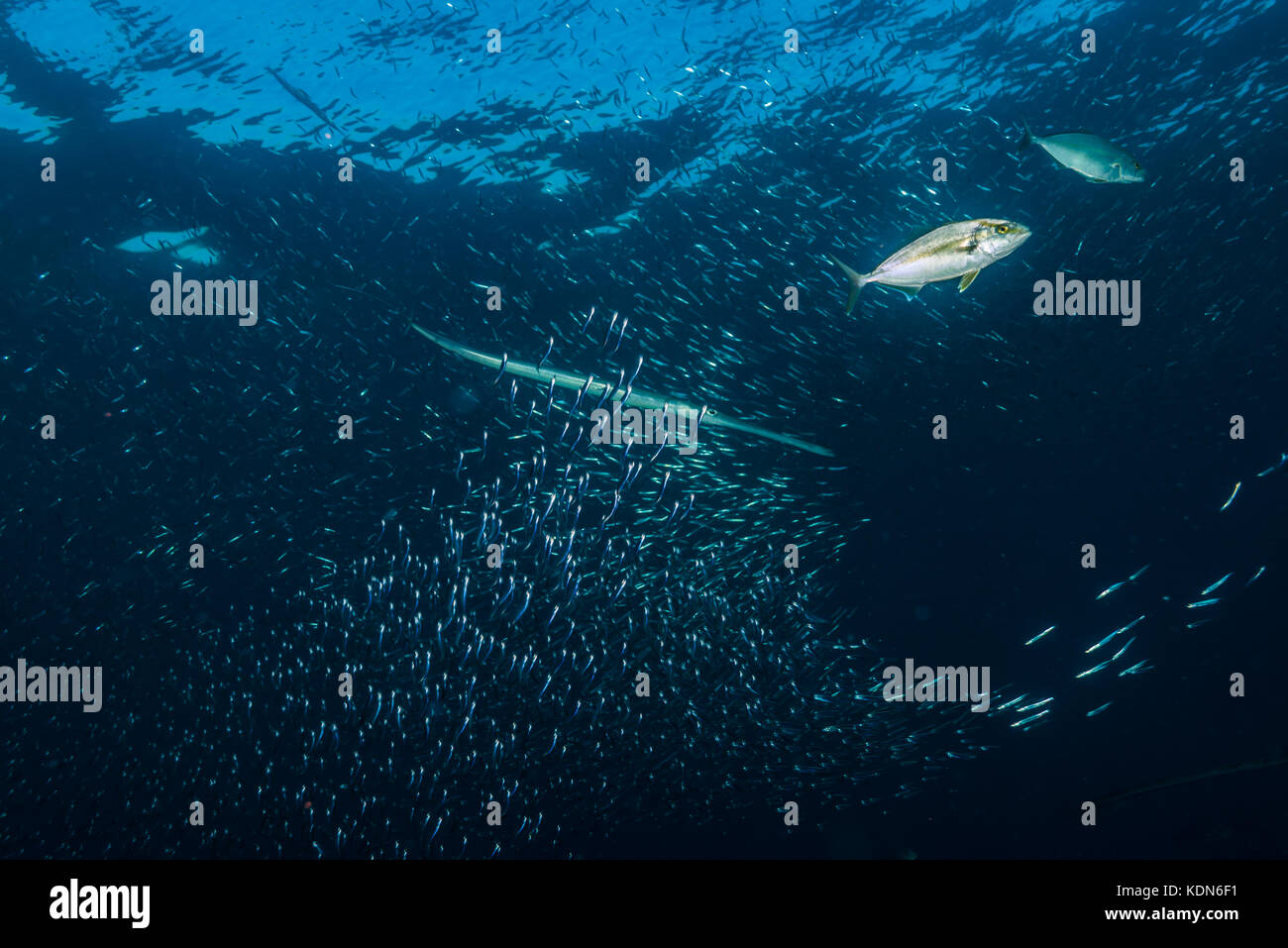 Bluespotted Cornetfish, Fistularia commersonii Rüppell, im Jahr 1838 Kushimoto, Wakayama, Japan Stockfoto