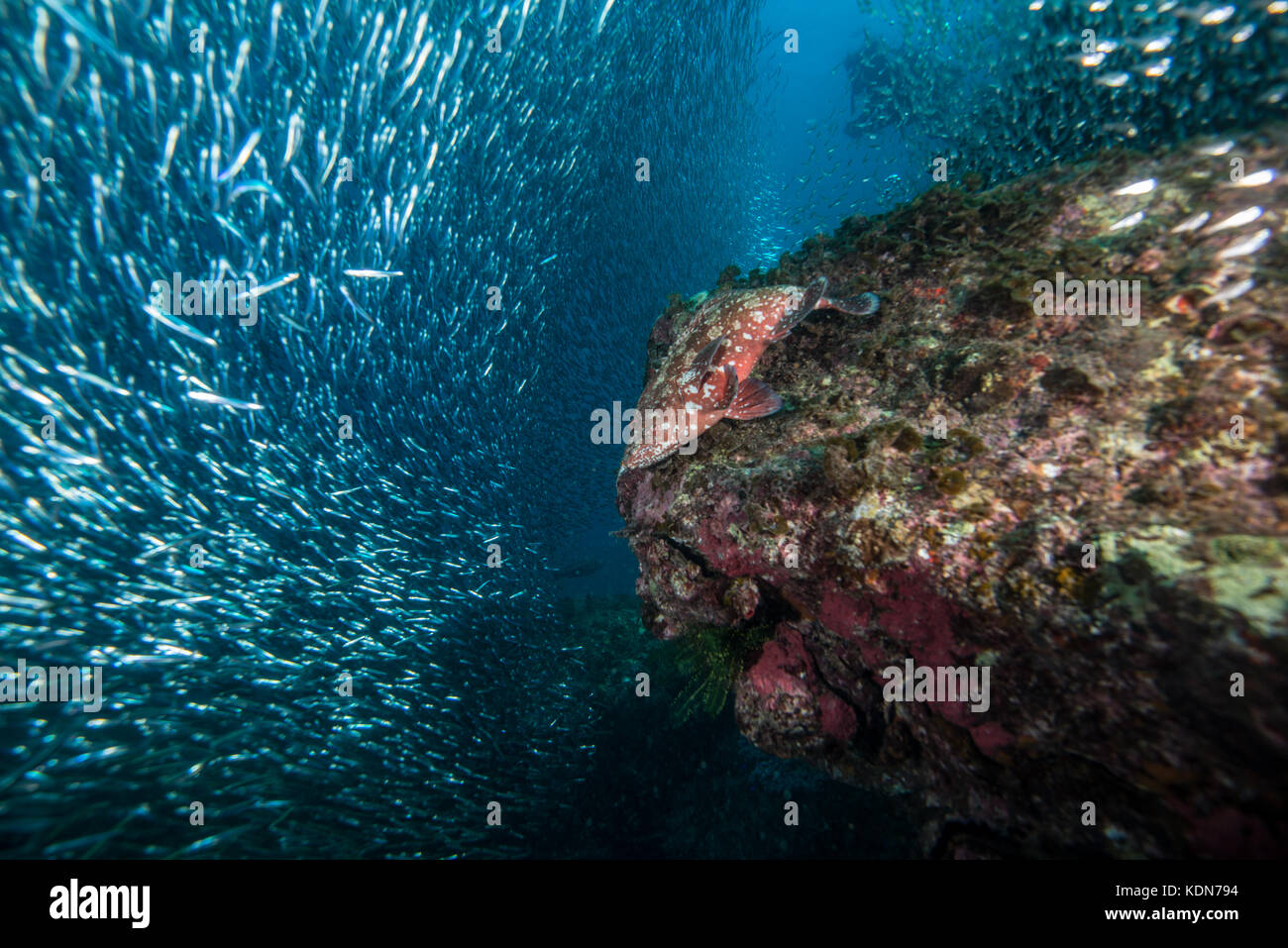 Tomate Hind, Cephalopholis sonnerati (Valenciennes, 1828), auf der Suche fisch Wolke. Kushimoto, Wakayama, Japan Stockfoto