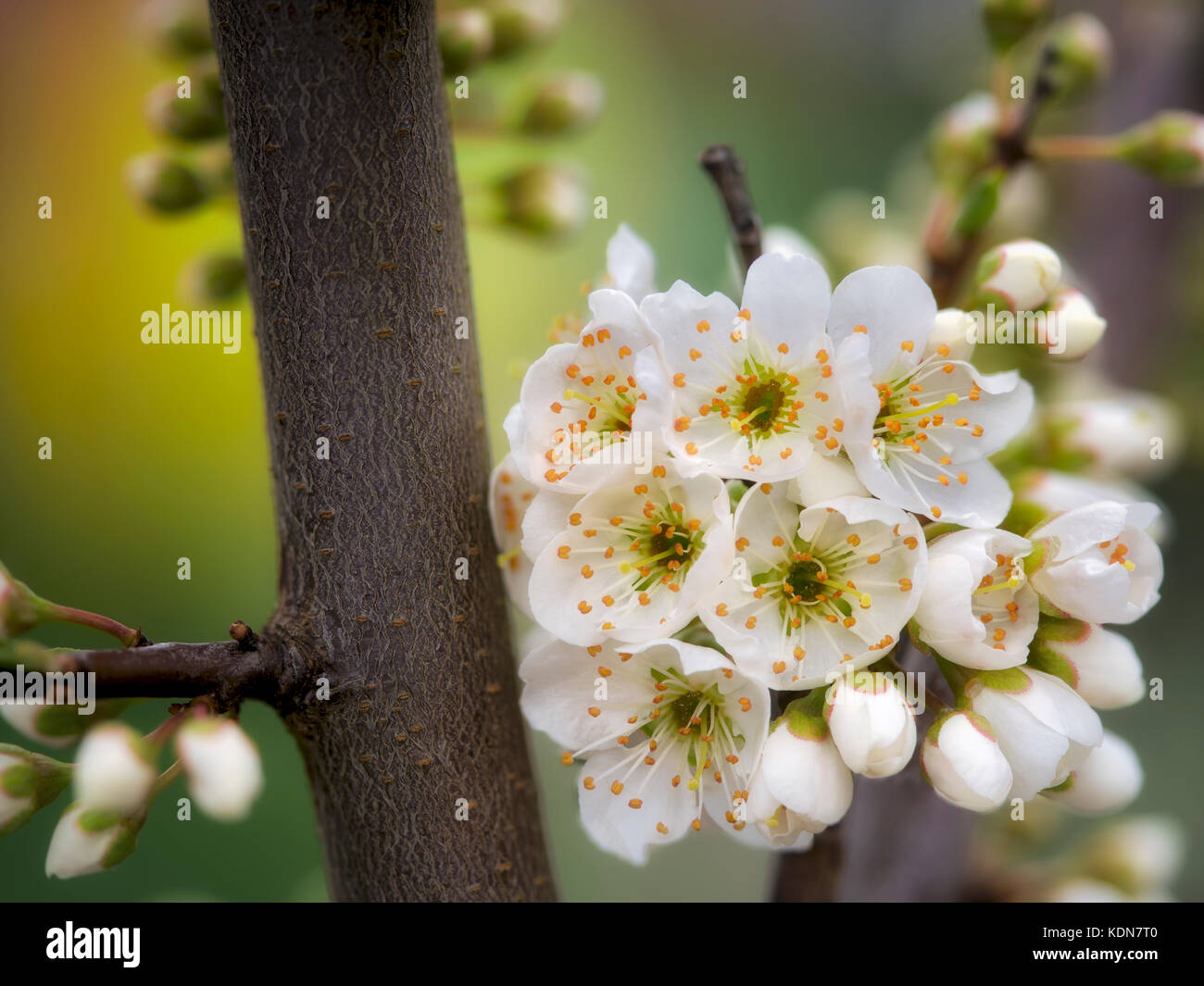 Zwerg shiro Pflaume Blüten, Nahaufnahme. Oregon Stockfoto
