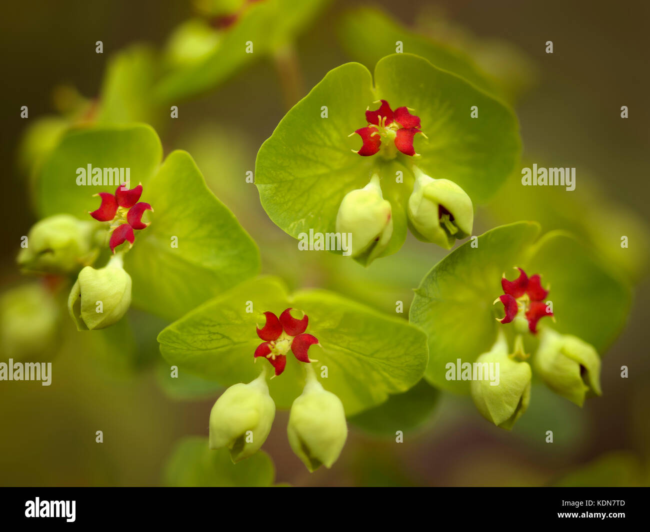 Nahaufnahme der Euphorbienblumen. Oregon Stockfoto