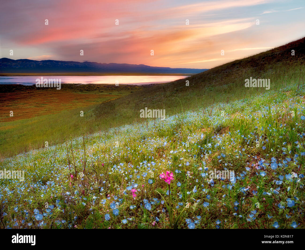 Hügel von baby blue eyes (nemophila menziesii) und ein paar Blumen Zwiebeln (Allium). peninsulare Carrizo Plain National Monument, Kalifornien Stockfoto