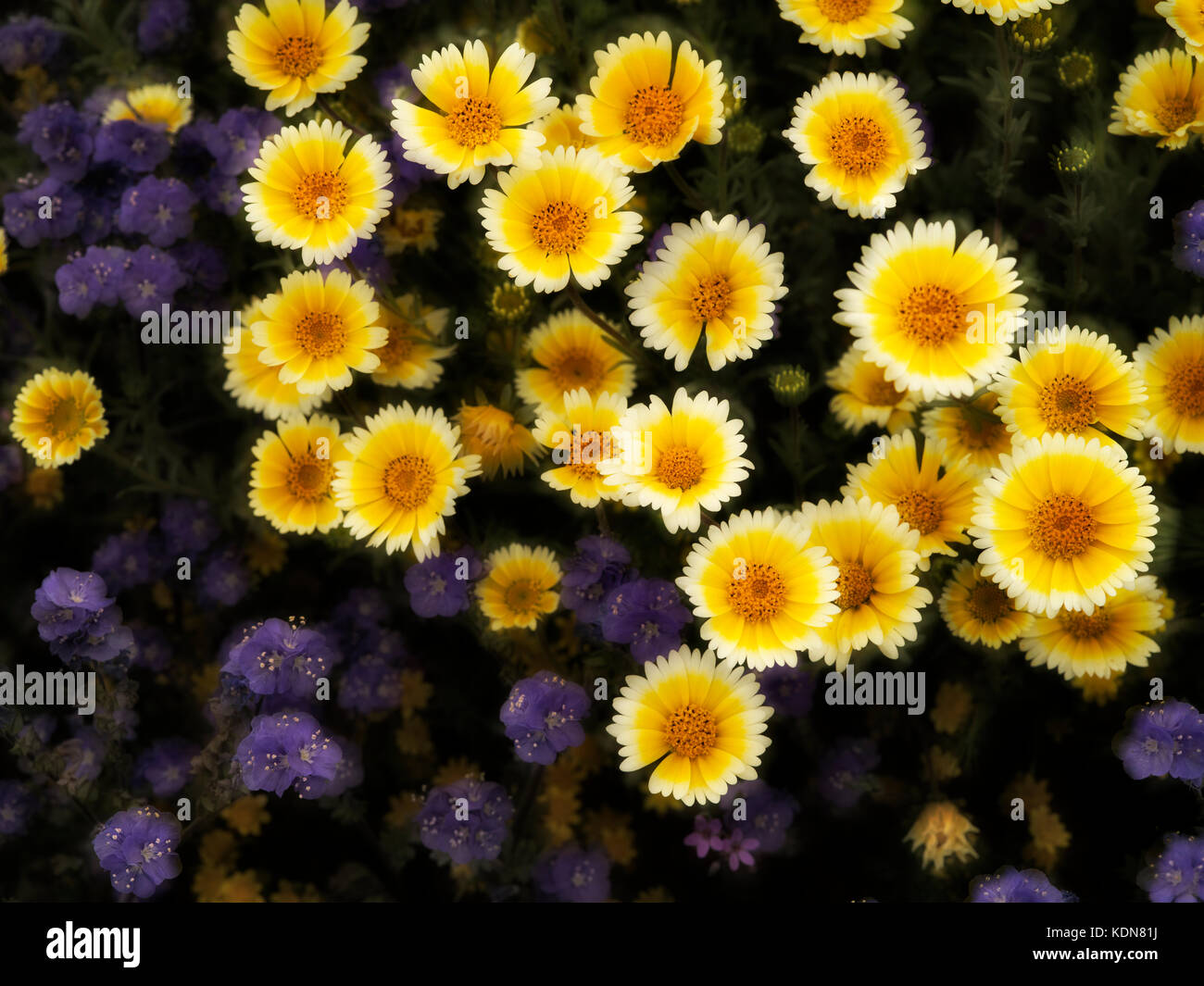 Ordentlich Tipps (layia platyglossa) und der Fremont phacelia (pacelia Fremontii).. Carrizo Plain National Monument, Kalifornien Stockfoto