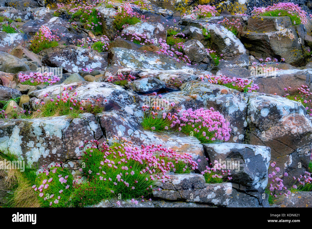 Meer rosa oder Meer Sparsamkeit Wildblumen in rosks mit Flechten. in der Nähe von port bradden. Nordirland Stockfoto