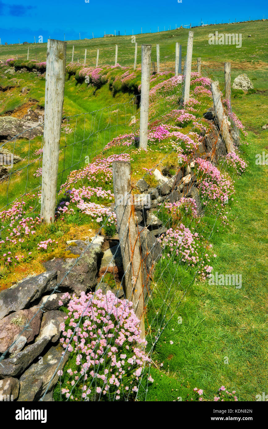 Fenceline mit Wildblumen von Meer Sparsamkeit oder Meer rosa. County Kerry, Irland Stockfoto