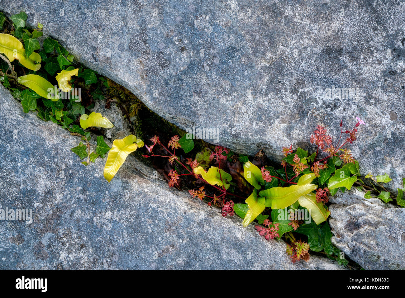 Der Hart-Zunge Farn (asplenium Scolopendrium) und herb Robert Wildblumen mit rote Blätter wachsen in karst Kalkstein. Der burren, County Clare, Irland Stockfoto