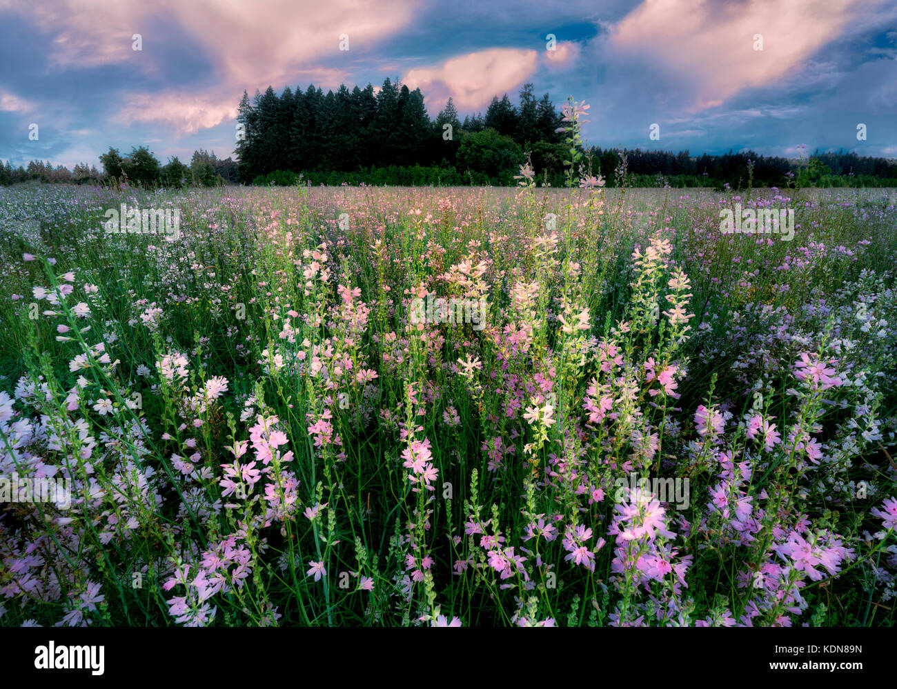 Checker Malve (sidalcea organa). Graham eichen Naturparks. Oregon Stockfoto