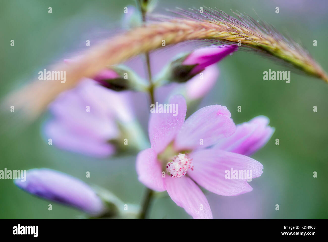 Nahaufnahme von Checker Malve (Sidalcea organa). Graham Eichen Naturparks. Oregon Stockfoto