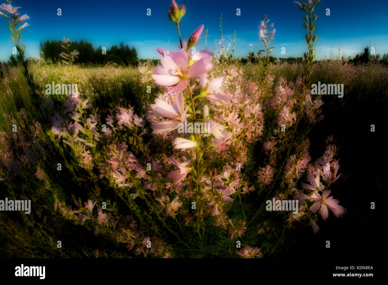 Checker Malve (sidalcea organa). Graham eichen Naturparks. Oregon Stockfoto