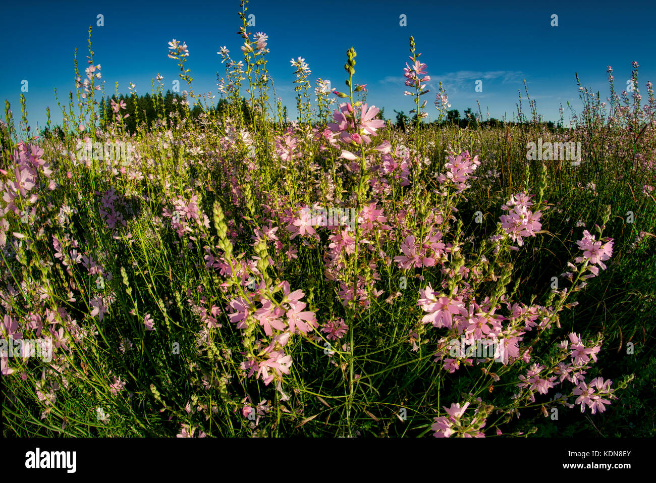 Checker Malve (sidalcea organa). Graham eichen Naturparks. Oregon Stockfoto