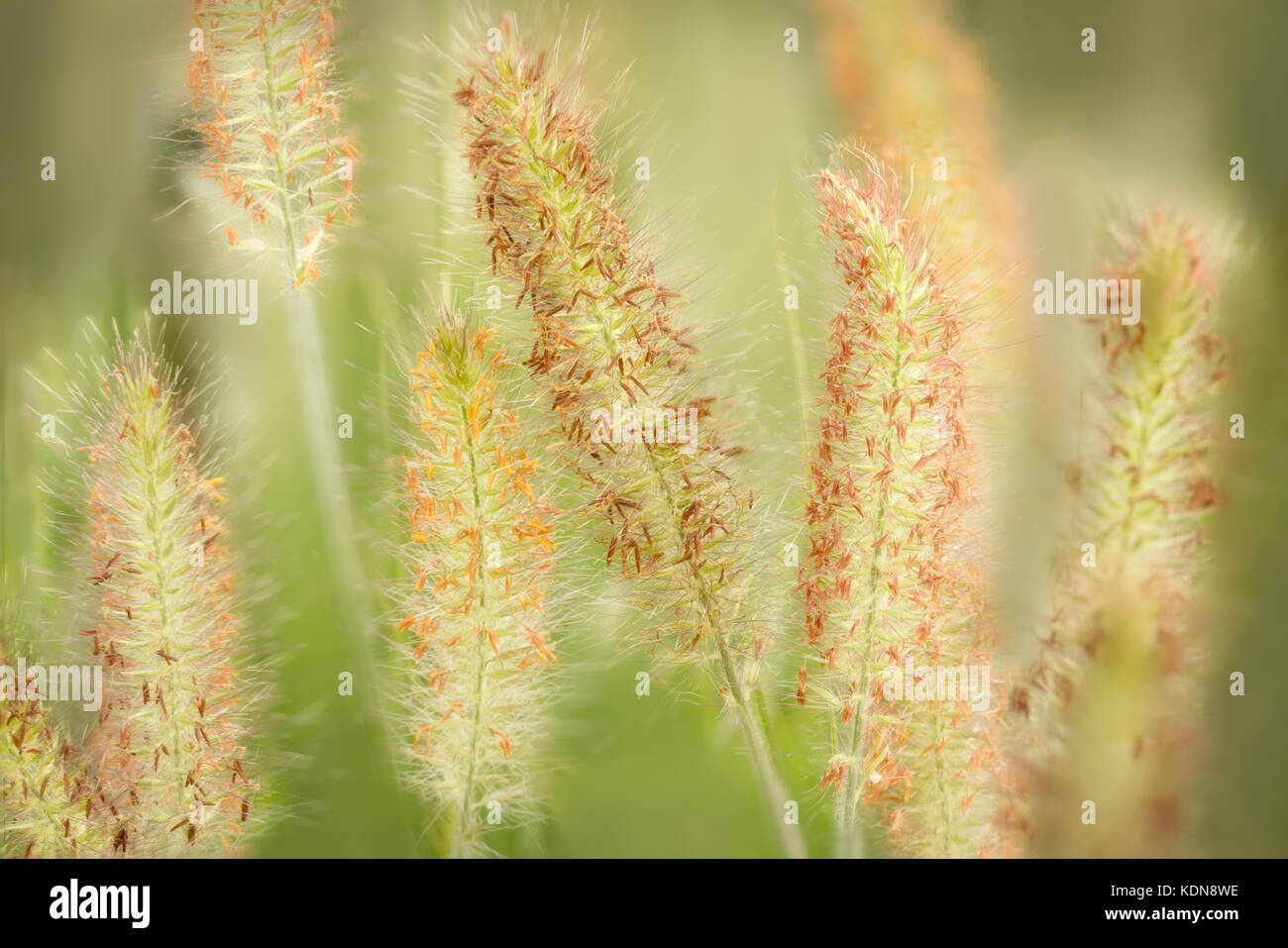 Hameln Brunnen Gras hautnah. Oregon Stockfoto