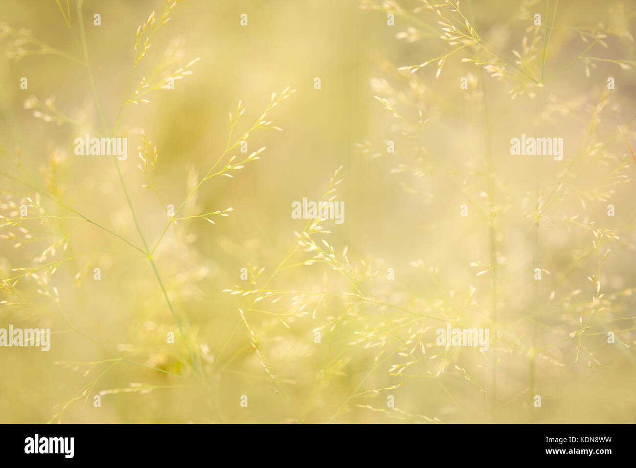 Nahaufnahme von Northern Lights Hair Grass. Oregon Stockfoto