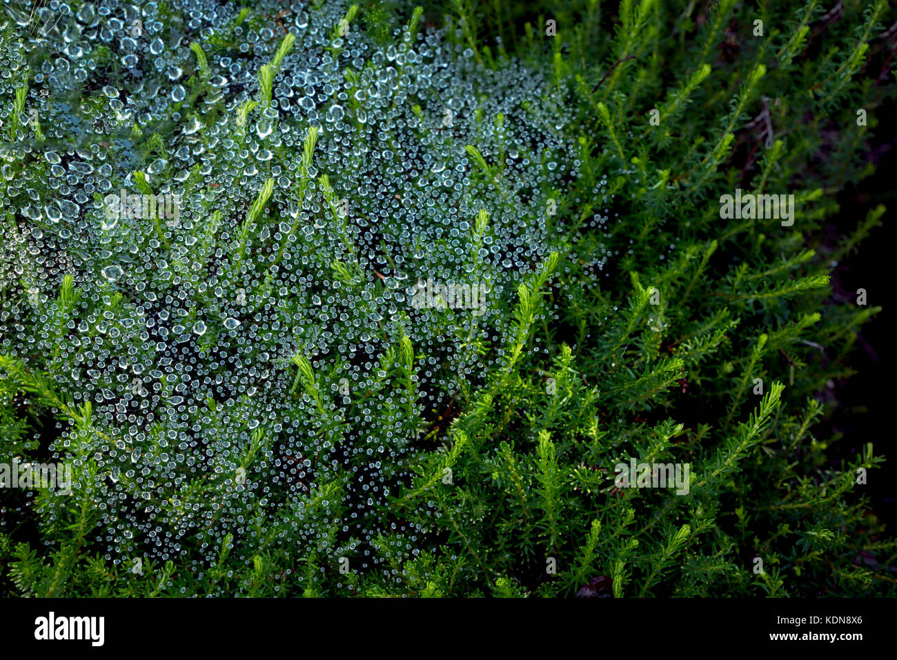 Tautropfen auf Heather Anlage. Oregon Stockfoto