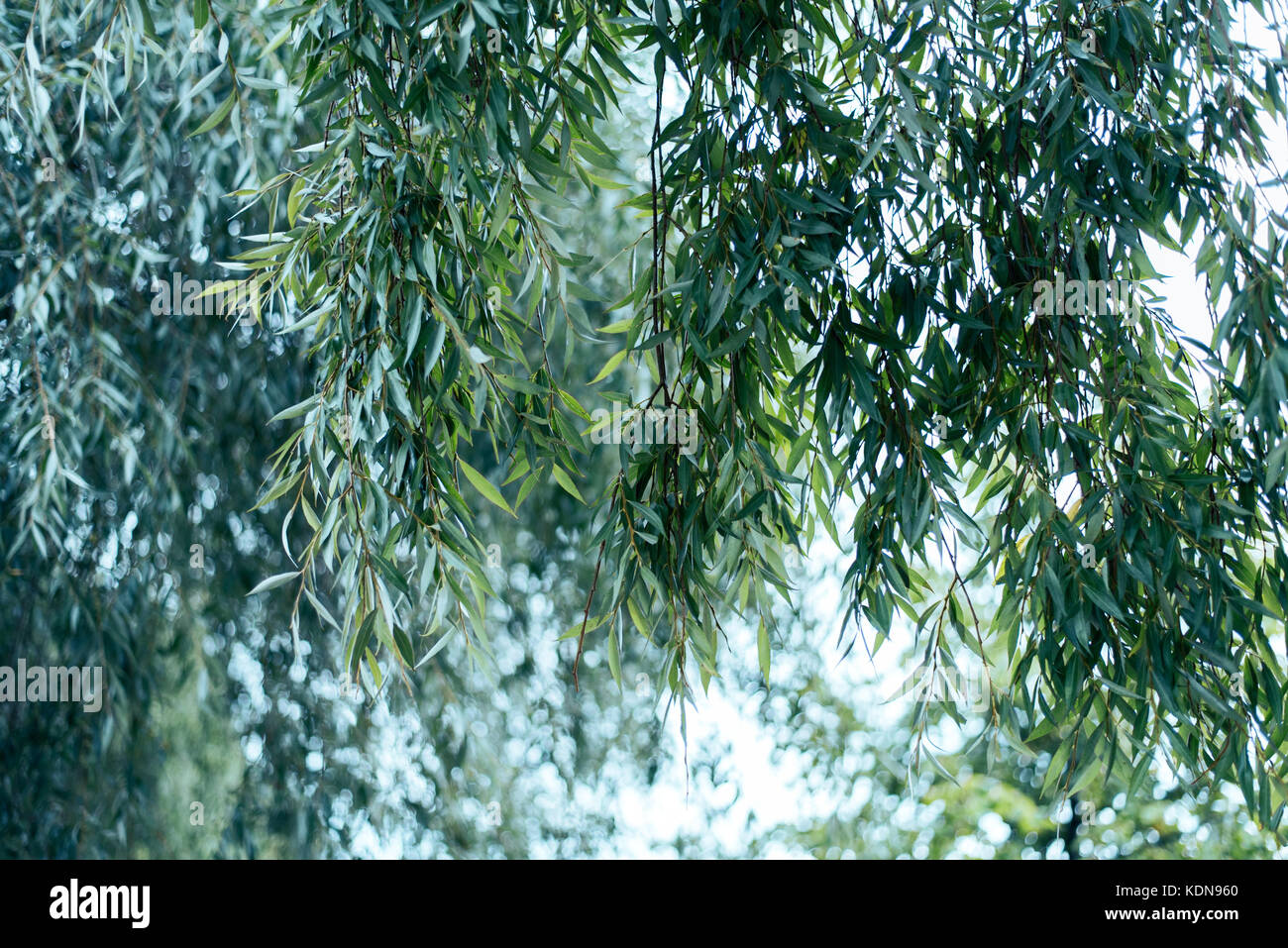 Garten Mit Trauerweide Stockfotos und bilder Kaufen Alamy