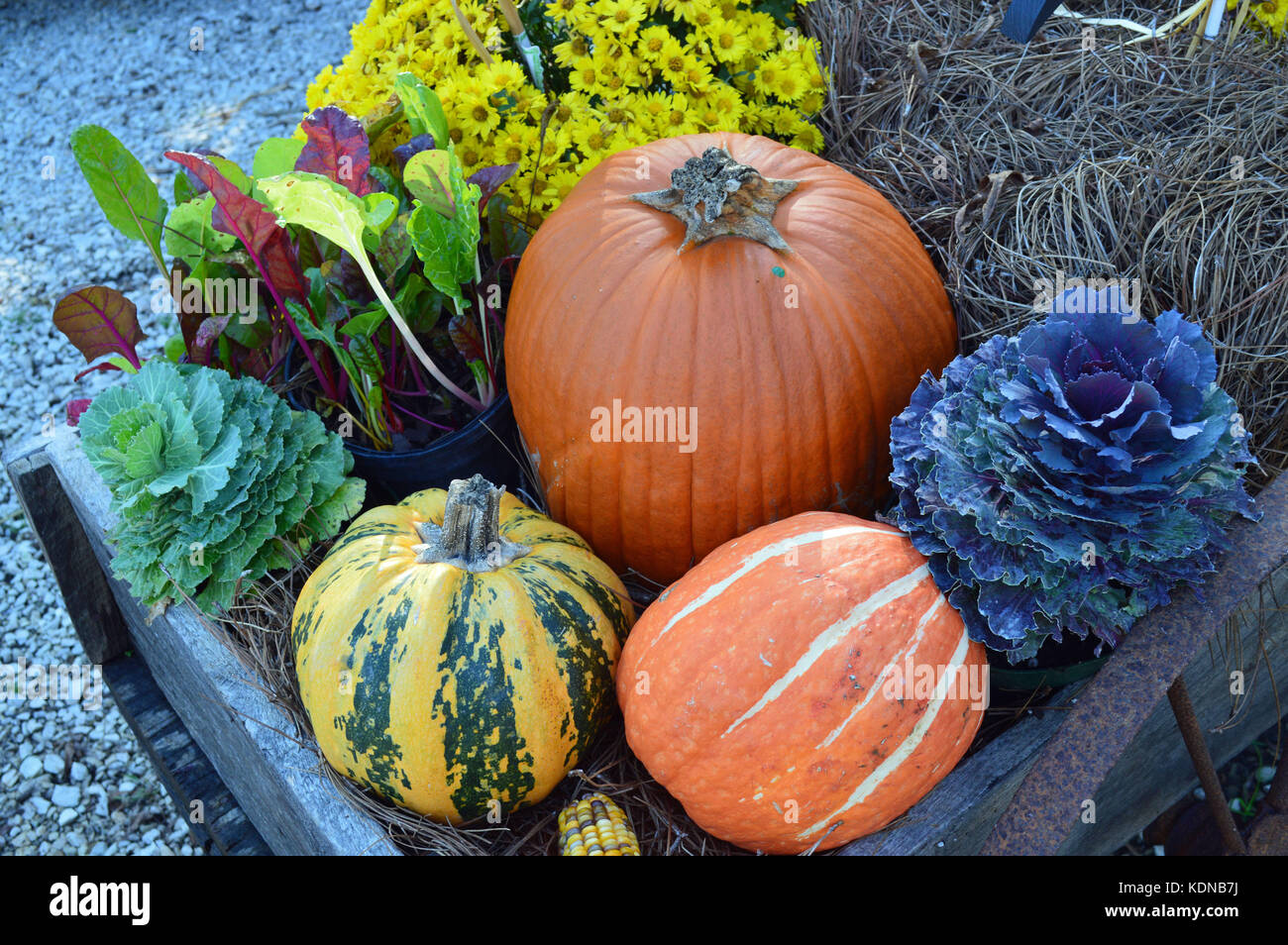 Saisonale Foto einer dekorativen Blumenstrauß herbst Kürbisse, Blumen und Pflanzen auf einer hölzernen Warenkorb angeordnet Stockfoto
