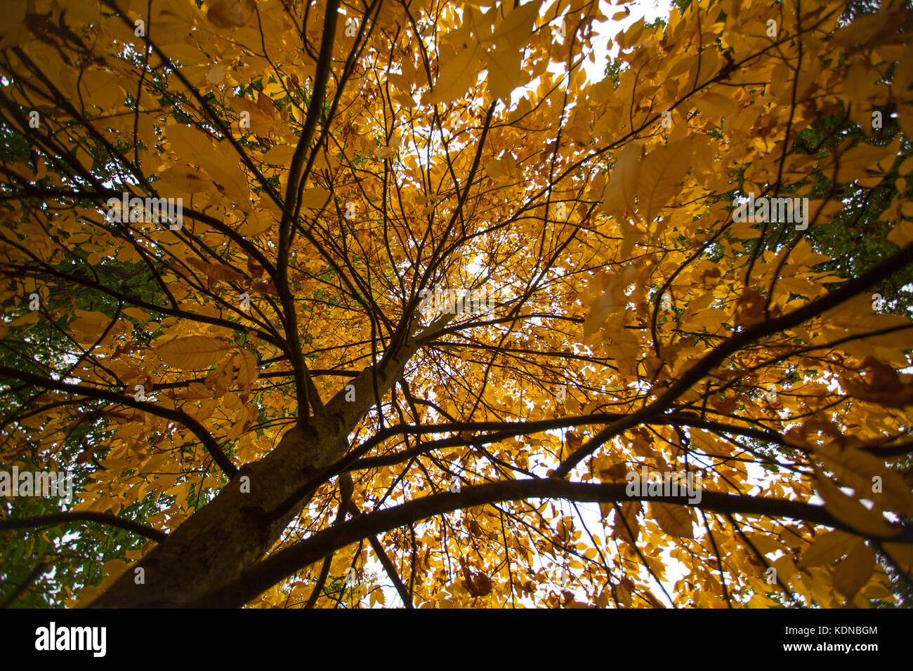 Red hickory Baum im Herbst in London Stockfoto