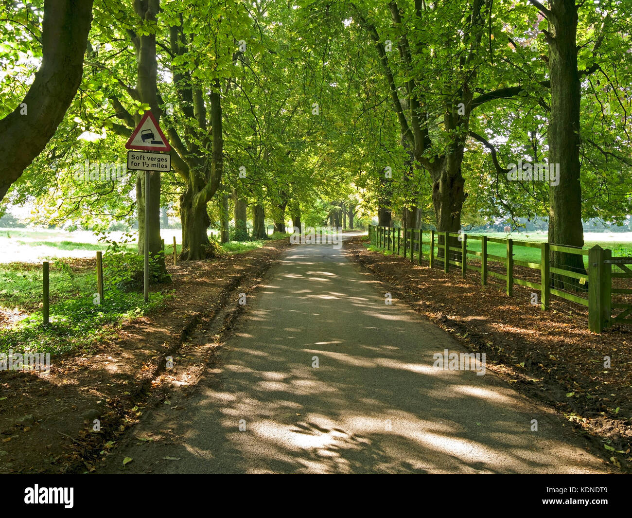 Sonnendurchflutete, von Bäumen gesäumten Avenue entlang country lane mit Grünstreifen Warnschild, somerby, Leicestershire, England, Großbritannien Stockfoto