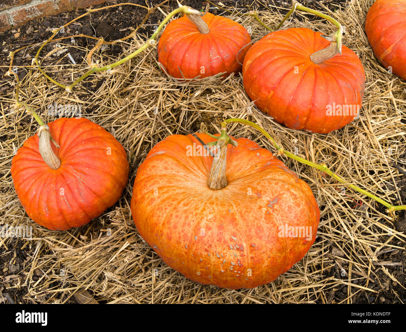 Große reife orangefarbene Kürbisse auf Strohbett, Rouge Vif D'Etampes, Herbst, Großbritannien Stockfoto