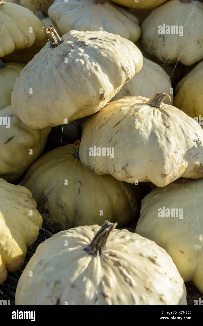 Nahaufnahme von Dutzenden von frisch gepflückt, ungewaschene pattypan Kürbisse gestapelt im Freien im Licht der untergehenden Sonne. Stockfoto