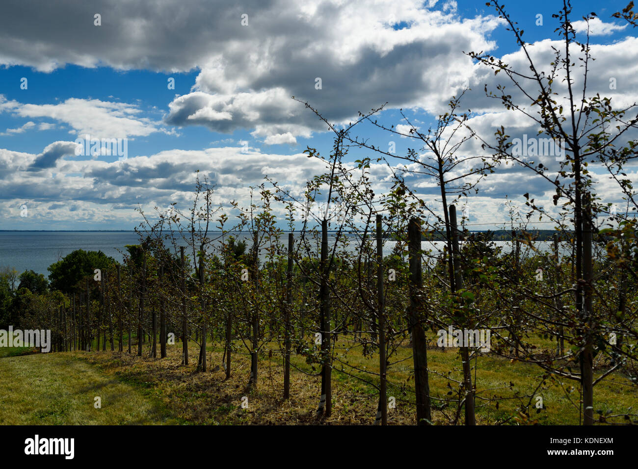 Apfelgarten in der County Cider Company and Estate Winery mit Blick auf die Prince Edward Bay, Lake Ontario im Prince Edward County Stockfoto