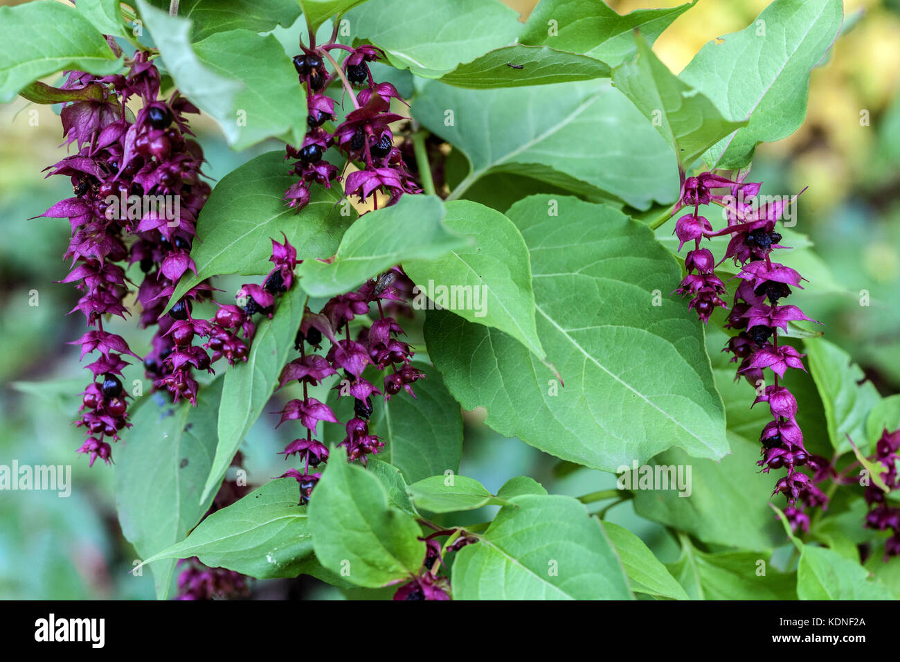 Leycesteria formosa 'Purple Rain', Himalayan Geißblatt Stockfoto