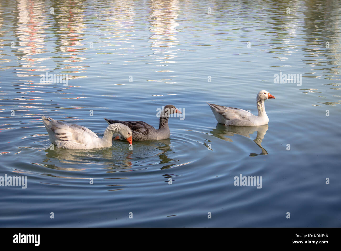 Gänse schwimmen in einem See am Barigui Park - curitiba, Parana, Brasilien Stockfoto