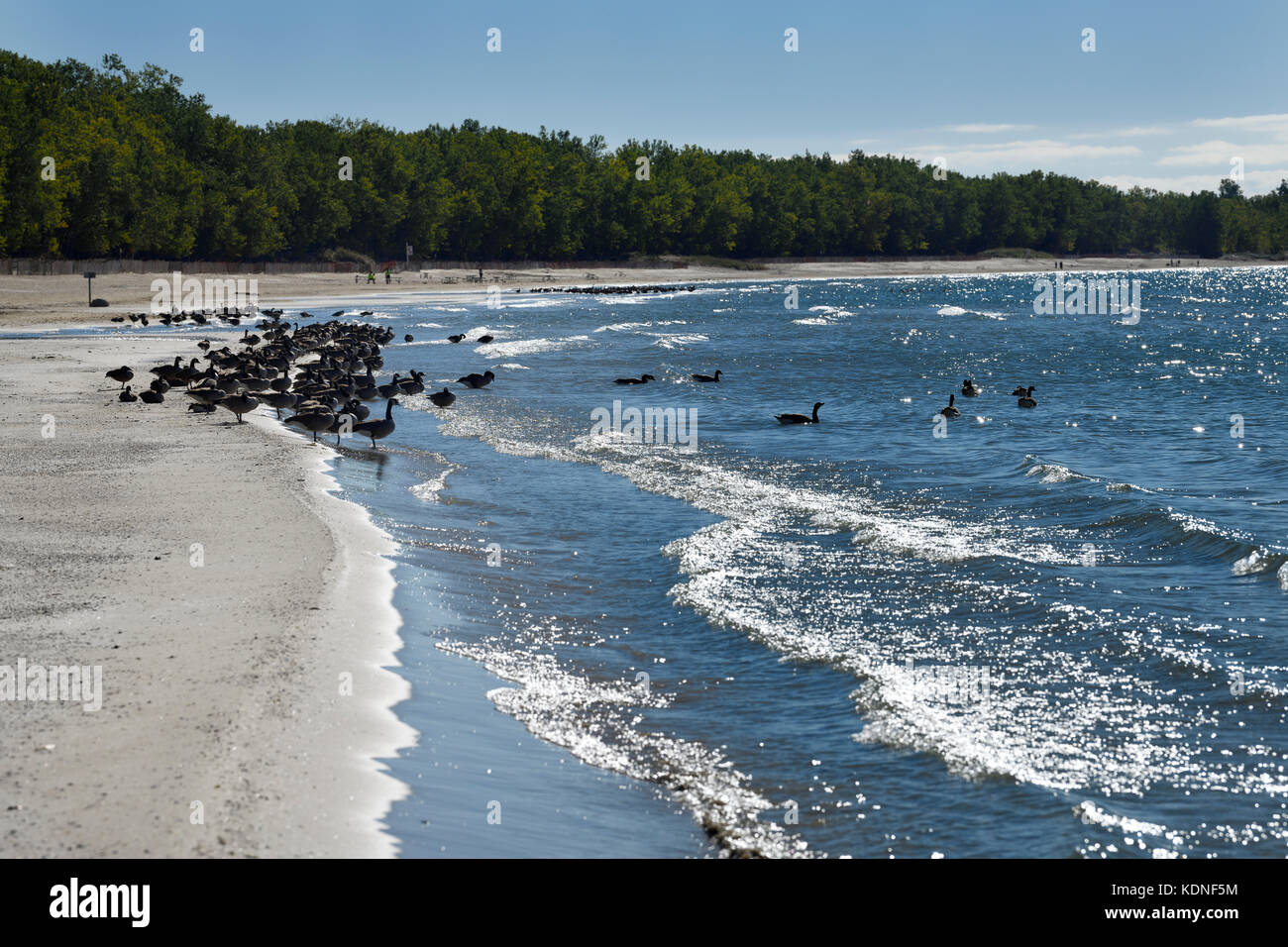 Schwärme von Kanadagänsen am Sandstrand des Outlet Beach im Sandbanks Provincial Park im Prince Edward County am Athol Bay Lake Ontario Stockfoto