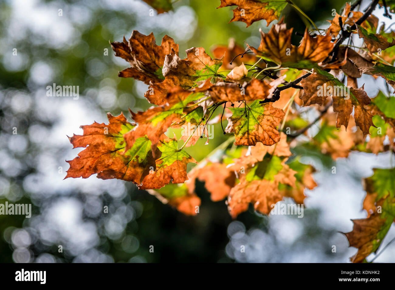 Herbst, Baum, Blätter, verschwommenen Hintergrund. bunten Herbst rot und braun tree branch, selektive konzentrieren. Stockfoto