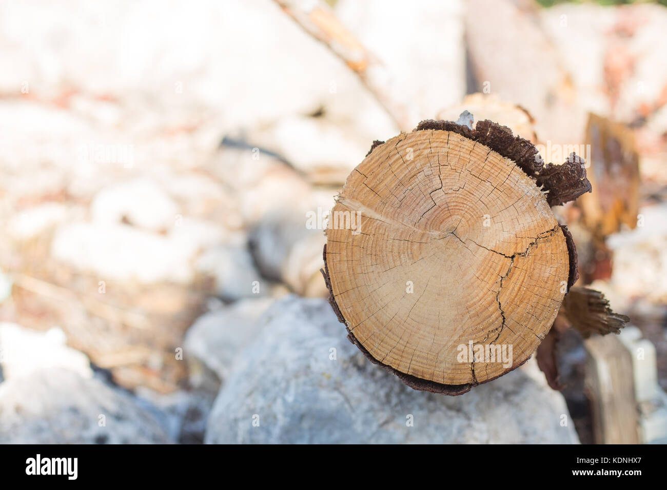 Holz in der Nähe von Holz- Baum im Wald natürliche Hintergrund log für Design Stockfoto