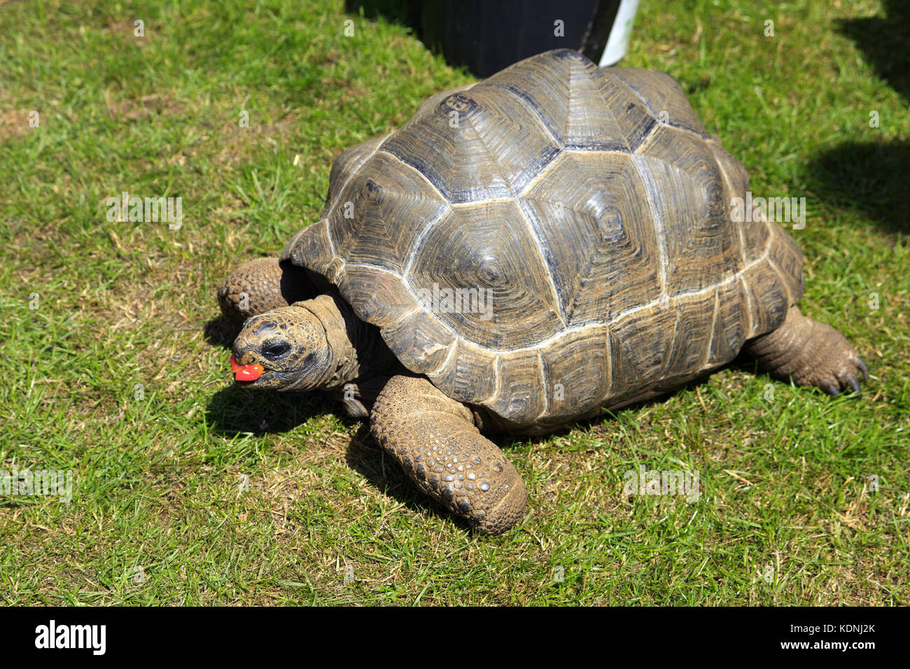 Junge Riesenschildkröte essen eine Tomate Stockfoto