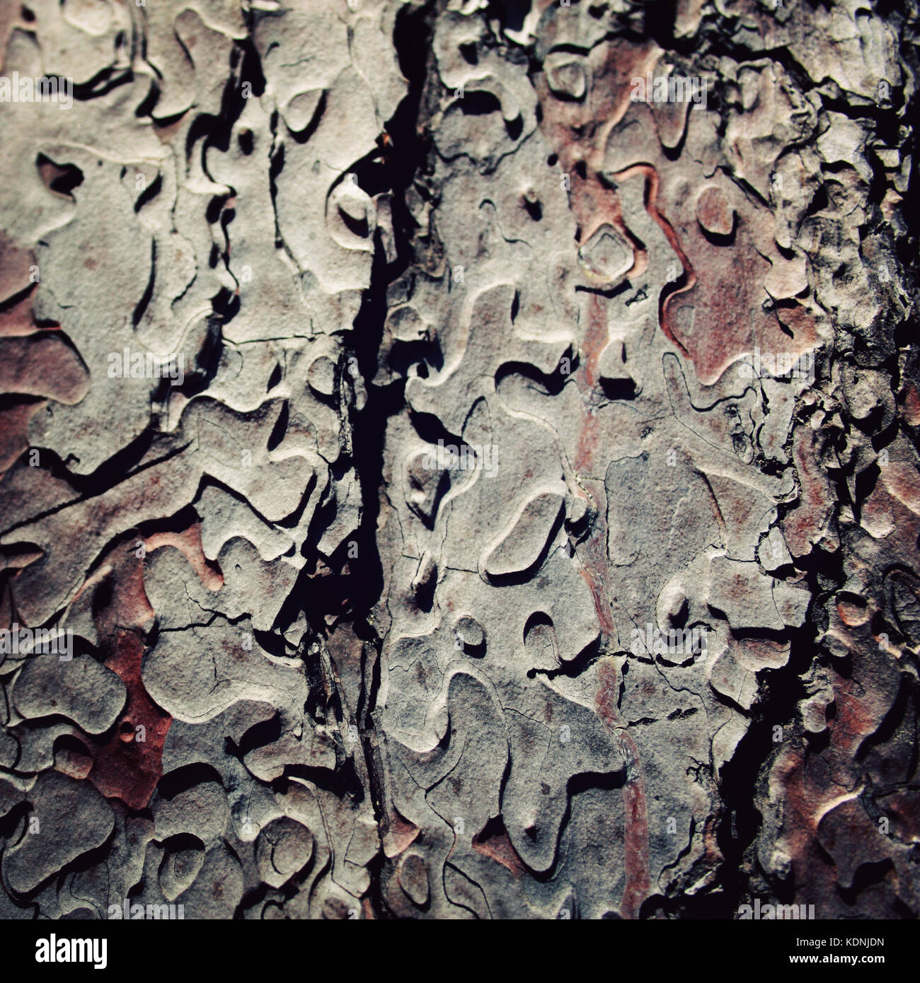 Pine Tree bark Textur.. im Alter von Foto. Texturierte Rinde closeup auf Pine Tree Trunk. getönten Foto. Stockfoto