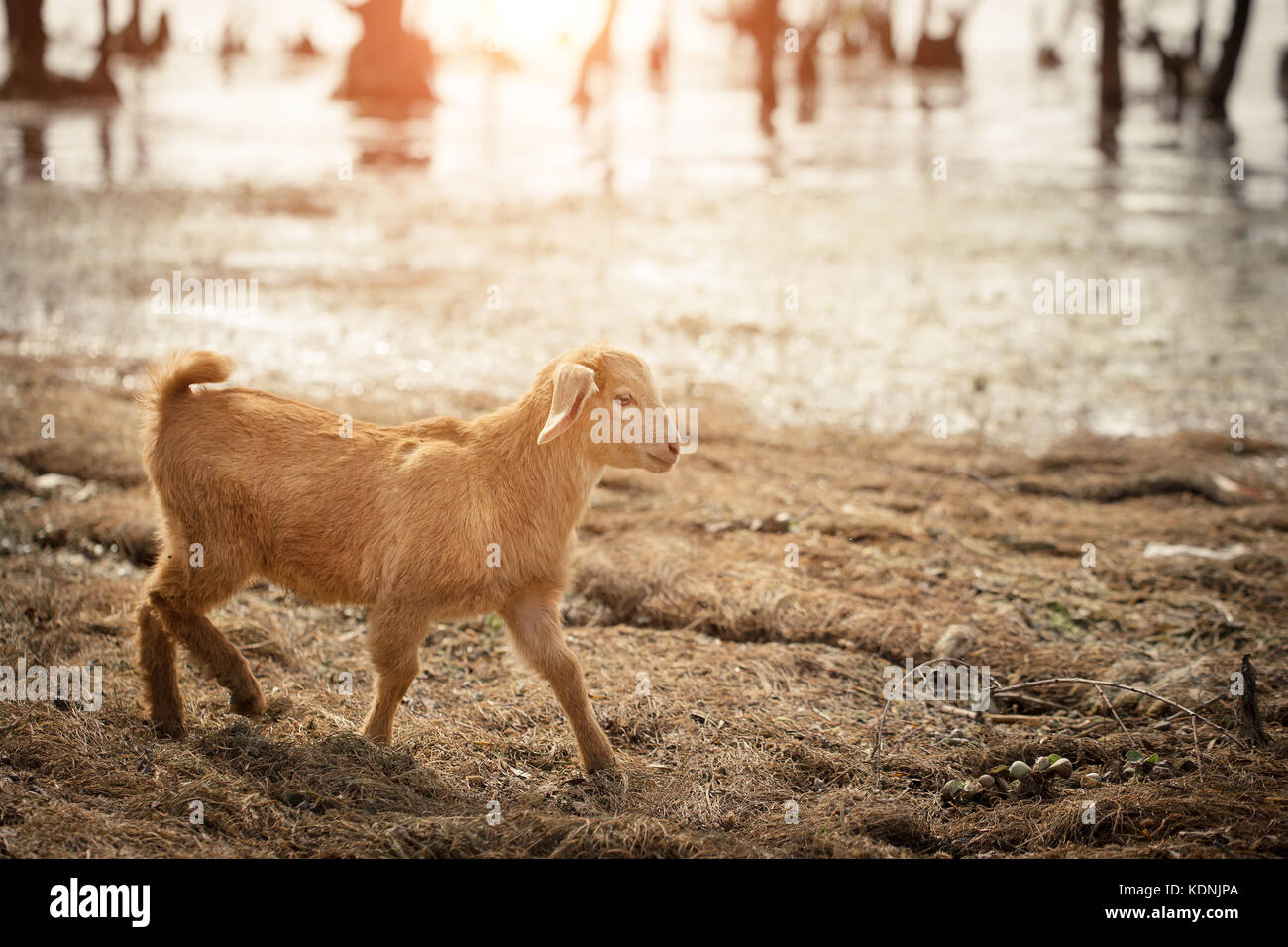 Schafe gehen neben dem Fluss Stockfoto