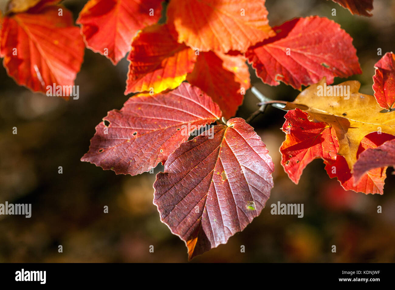 Hamamelis intermedia ' Primavera ', rote Herbstblätter in scharfer Herbstsonne rote Herbstblätter Stockfoto