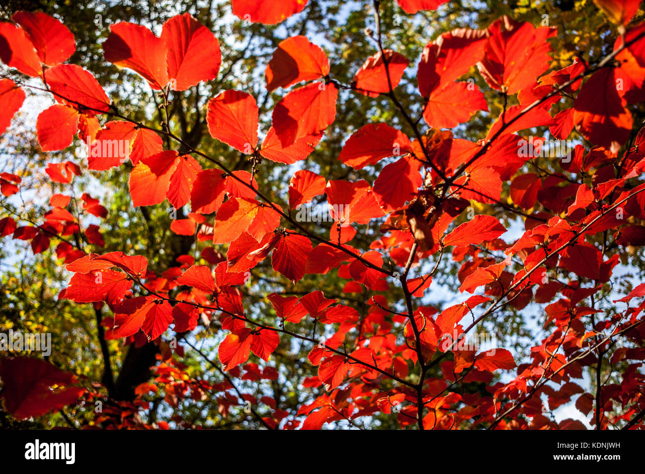 Hamamelis intermedia Primavera rot Herbst Blätter in Die scharfe Herbstsonne Stockfoto