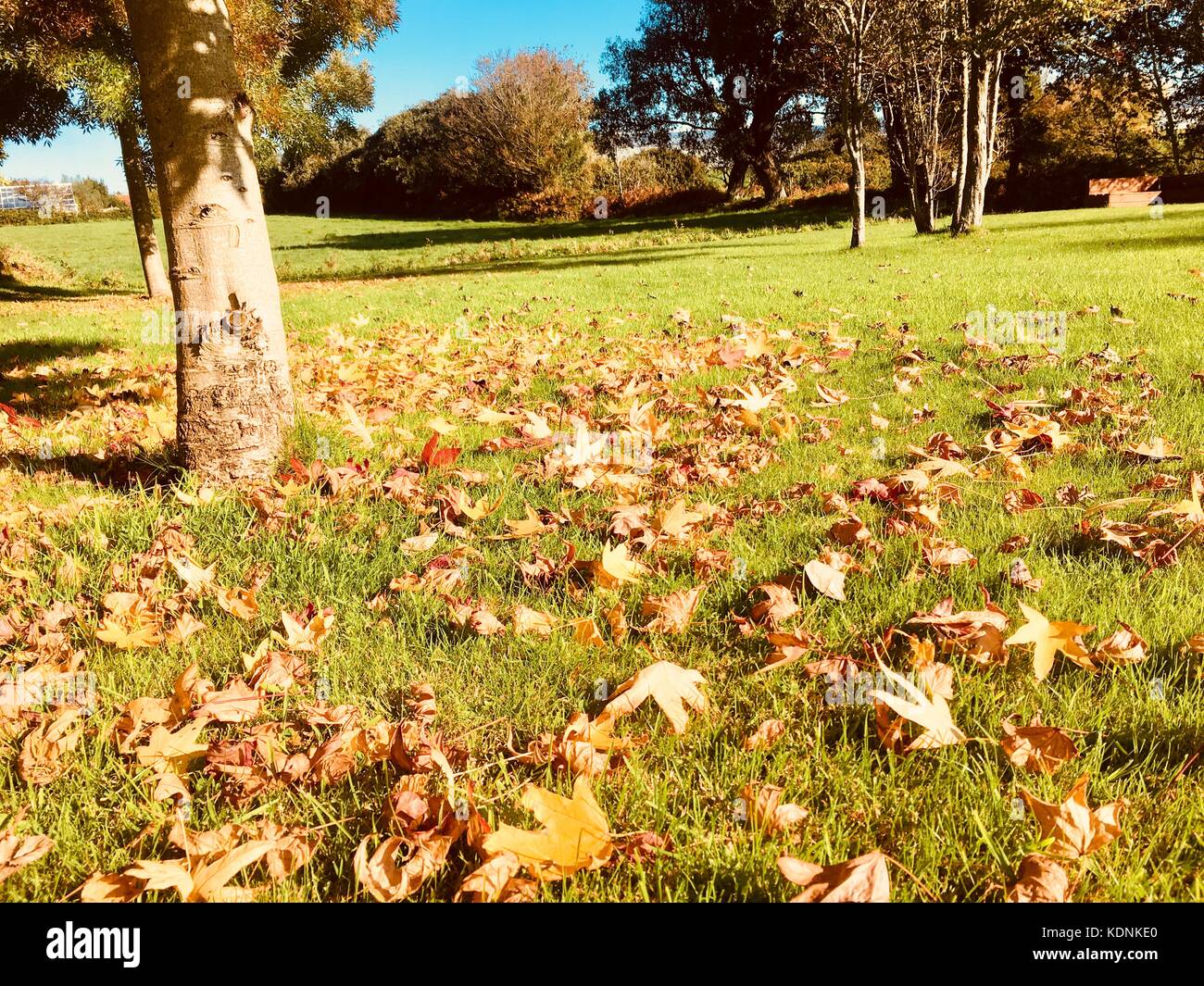 Die Farben des Herbstes Stockfoto