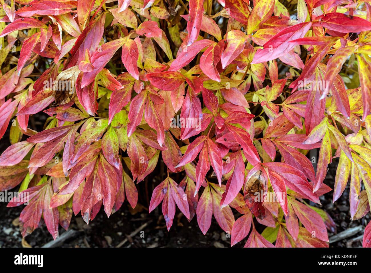 Paeonia lactiflora 'Kameno Kegoromo', Herbst rote Blätter, Laub Stockfoto