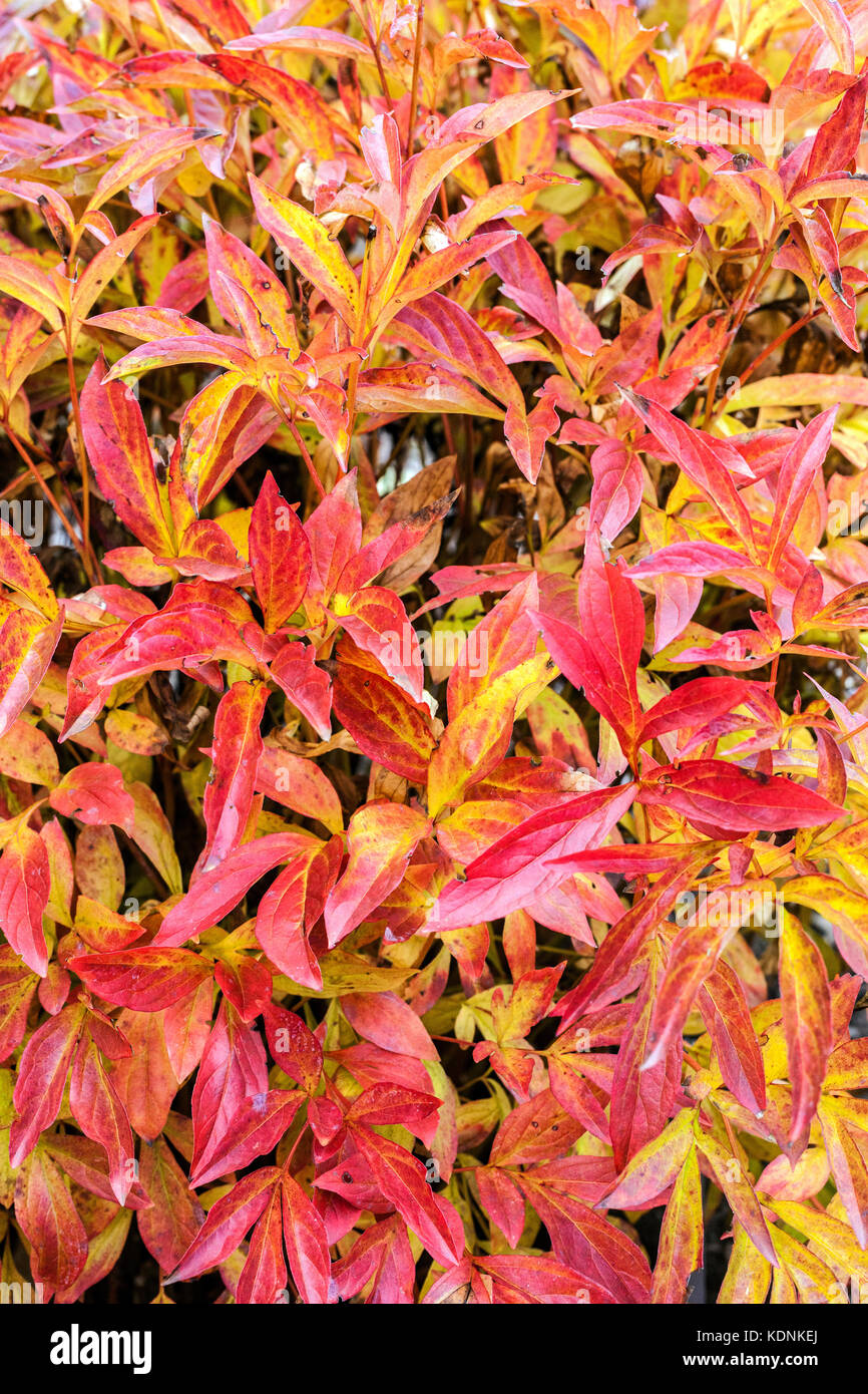 Paeonia lactiflora 'Kameno Kegoromo', Herbst rote Blätter Stockfoto