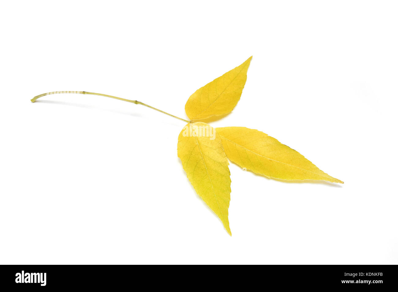 Fallende Asche Blättern isoliert auf weißem Hintergrund. Stockfoto
