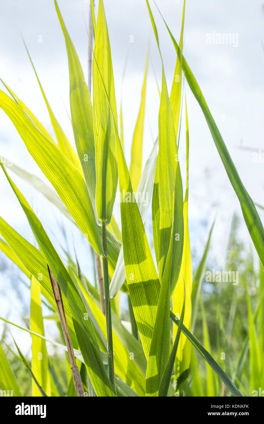 Reed Blätter Hintergrund im Sonnenlicht. Stockfoto