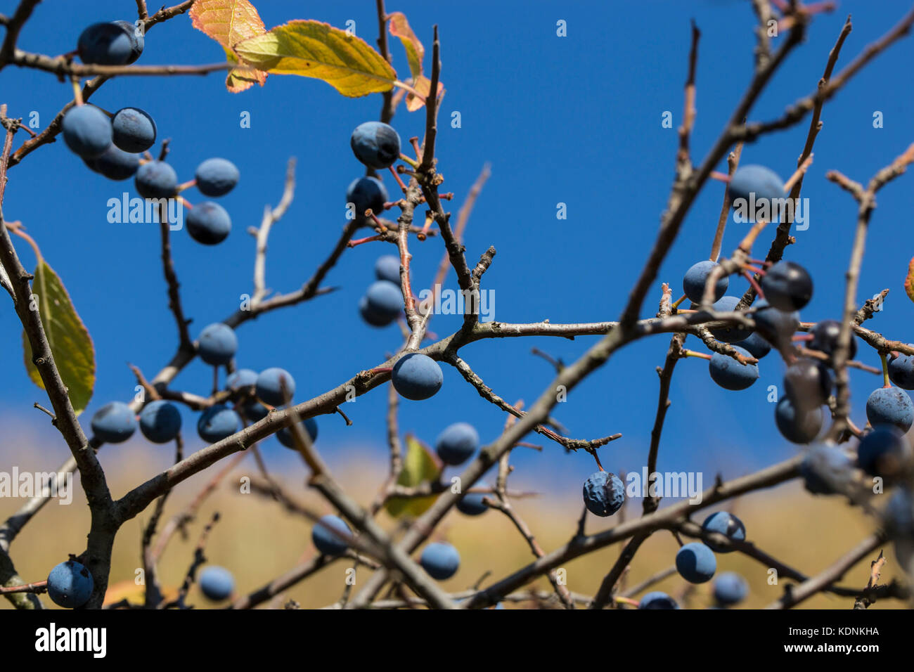 Vivid blue blackthorn am sonnigen Herbst Tag Stockfoto
