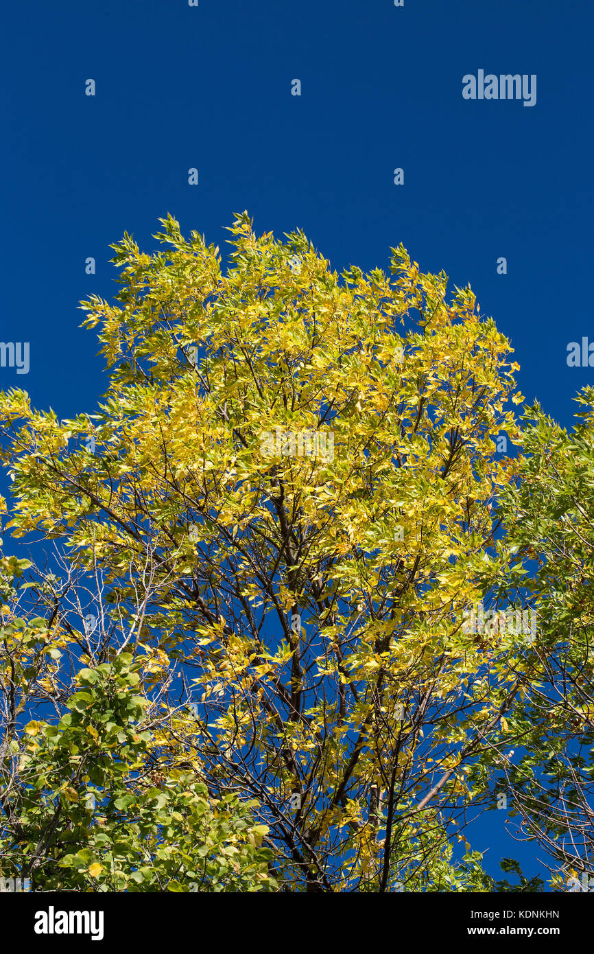 Herbst Asche Laub auf blauen Himmel Hintergrund Stockfoto