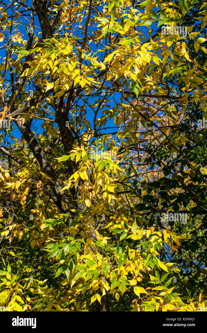 Herbst Asche Laub auf blauen Himmel backgroundash Stockfoto