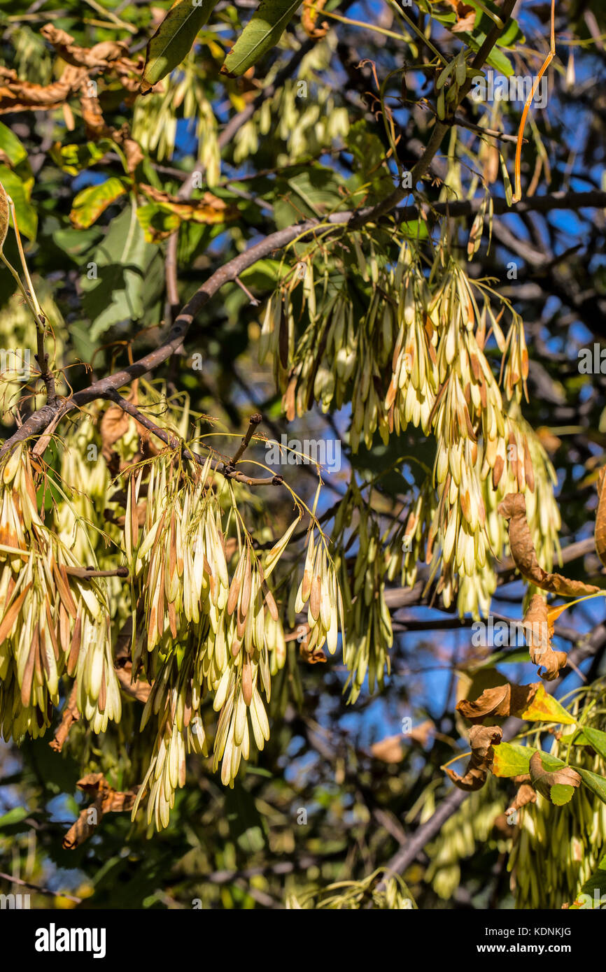 Herbst ash' Hubschrauber Seeds" auf blauen Himmel Hintergrund Stockfoto