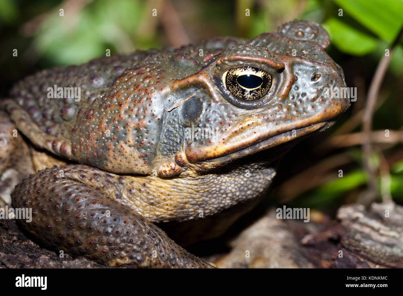 Nach Zuckerrohr Kröte (Bufo marinus) mit prominenten parotoid Drüse sichtbar. hopkins Creek. New South Wales in Australien. Stockfoto