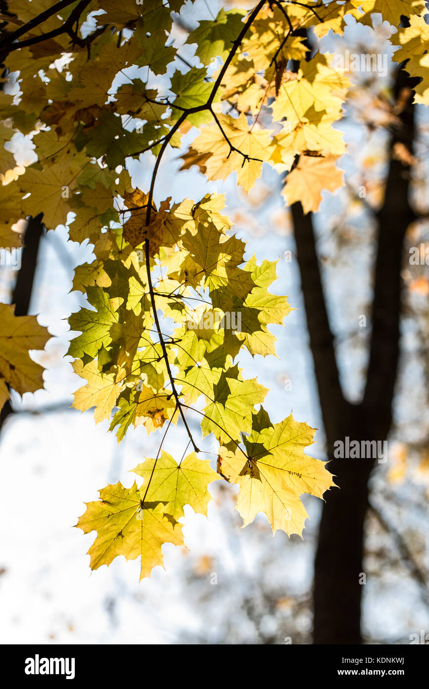 Abstrakt Herbst Hintergrund mit Ahorn Blätter. Stockfoto