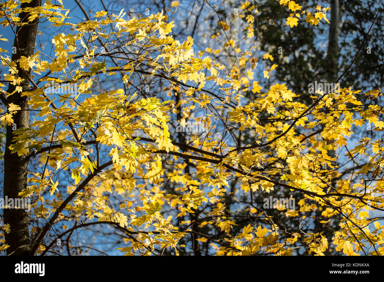 Abstrakt Herbst Hintergrund mit Ahorn Blätter. Stockfoto